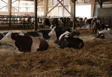 Des vaches qui trient moins et qui ne se jettent plus sur la ration : c’est un des atouts observés après quelques mois de mise en place de Compact feeding ay Gaec Hard de Saint-Pierre-des-Landes.