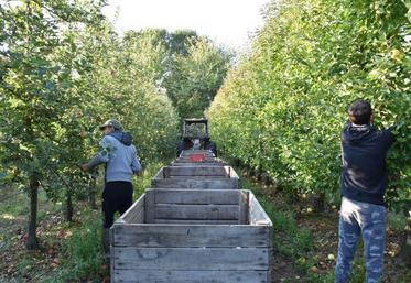 Les saisonniers s’activent pour ramasser les pommes dans le verger du Pressoir à Saint-Fort.