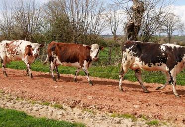 À la tête d’un troupeau de 170 laitières de race Normande, le Gaec du Tertre de Villeray, à Javron-les-Chapelles, s’est lancé dans le pâturage tournant dynamique l’an dernier. Il est suivi à la Chambre d’agriculture par Stéphanie Guibert.