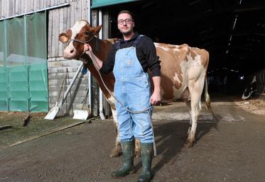 Alexandre Bigarret prépare Paname pour Paris. Cette Red Holstein, en 3e lactation, qu’il dresse aux concours depuis qu’elle est génisse. 