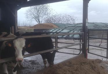 Quand ils ne viennent pas manger directement à l’auge, les étourneaux sansonnets s’abattent sur les silos de maïs (en arrière-plan).