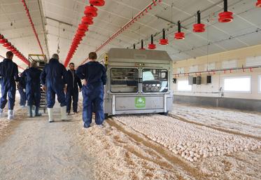La machine Nestborn dépose délicatement 400 œufs d'un coup sur le nid de copeaux préparé par l'éleveur. 