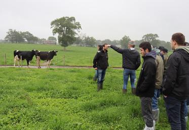 Dans les parcelles de Jérôme Cottereau à Saint-Germain-d'Anxure, les vaches pâturent presque tout au long de l'année. Une volonté de l'éleveur.