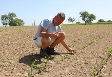 Jean-Luc Ronceray ne peut que constater les dégâts. Dans sa parcelle de 30 hectares, les trois quarts des pieds de maïs sont morts, victimes de la mouche geomyza. Au premier plan, certains des rares pieds viables.
Photo en haut à droite :"La mouche a piqué, le ver a fait son effet, le cœur est mort."
En bas à droite, un pied viable, entouré de pieds attaqués par la mouche du semis.