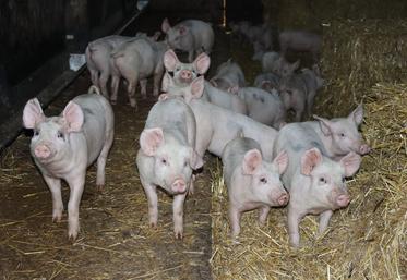 Le très fort bruit provoqué par le passage en rase-mottes d'hélicoptères de l'armée à Saint-Germain-de-Coulamer a provoqué le décès de cinq porcs (photo d'illustration).