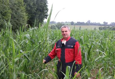 Chez Mickaël Durand, 25 hectares de maïs ont été touchés par la grêle après avoir été couchés par le vent, deux jours plus tôt. La fleur n'est heureusement pas sortie, mais les feuilles ont été déchiquetées.