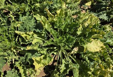 Les parcelles de Melchior de Pange et du couple Courty subissent la même problématique, le virus de la jaunisse de la betterave. "Avec les néonicotinoïdes, les puceront sont tués, alors qu'avec les produits actuels, ils sont seulement repoussés", regrette Melchior de Pange.