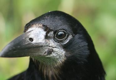 Après près de deux mois de vide juridique, le corbeau freux figure finalement parmi les Esod en Mayenne.