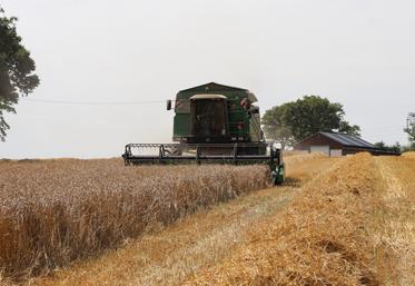 Cette campagne 2026 s'est déroulée "dans un contexte de fortes chaleurs et de canicule, imposant une adaptation permanente de l'organisation de la coopérative", rappelle la coopérative Terrena.