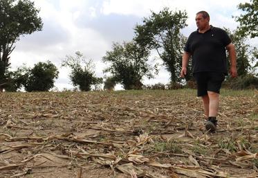 Lionel Lelièvre, éleveur laitier à Bonchamp-lès-Laval, dans une parcelle attaquée par les sangliers avant les ensilages. En haut à droite, il nous montre la différence entre une poupine saine et sauve (au milieu) et deux poupines grignotées par les sangliers. "C'est dangereux, puisque les sangliers se rapprochent des habitations et points d'eau. C'est la sécheresse pour eux aussi".