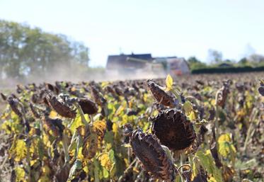 Pour sa campagne 2026 de battages de tournesol, Philippe Lainé a semé autour du 10 avril avec "70 000 pieds à l'hectare et 45 cm d'écartement".