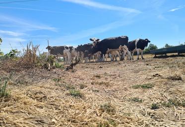Afin d'aider les agriculteurs à faire face à la sécheresse et aux difficultés de trésorerie, plusieurs dispositifs existent déjà et ont été rappelés par la préfecture le 20 août dernier.