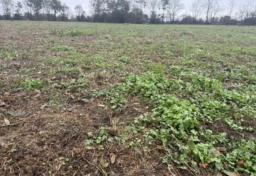 Après la sécheresse, l'état des prairies est hétérogène dans le département de la Mayenne. Les éleveurs laitiers et allaitants n'ayant pas les mêmes problématiques, cette période post-sécheresse impose des conditions diverses et un système extensif résilient.