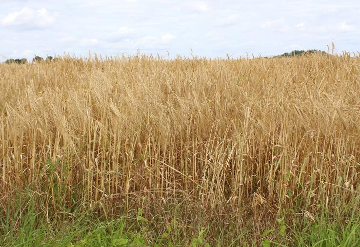 Une petite moitié de l'orge sarthoise a été récoltée à l'heure du bouclage ; les chantiers devraient reprendre cette fin de semaine, lorsque les cultures auront séché des récentes averses (ici dans le nord Sarthe, près de Piacé).