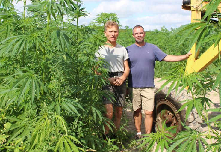 Bruno Hémon et Emmanuel Froger cultivent 25 ha chanvre semences pour la coopérative Hemp-it. L'épuration consister à retirer les pieds mâles anormaux pendant la floraison.