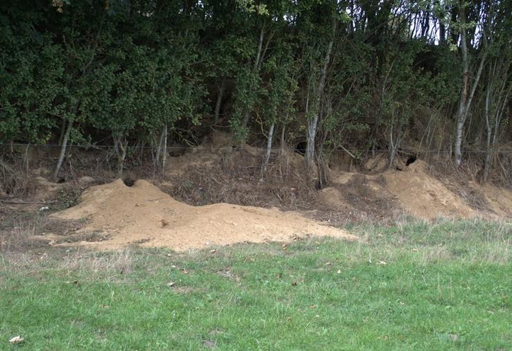 Garennes de blaireaux envahissant un talus. A droite : dégâts de blaireau sur du maïs pouvant aller jusqu'à plusieurs hectares. Terrier de blaireau au milieu d'une parcelle de blé.