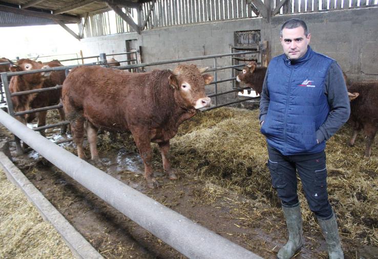 Julien Leballeur soigne 80 jeunes bovins mâles et femelles sous son bâtiment dédié à l'engraissement. A droite : les mères sont logées sous un bâtiment de 2017, et l'aliment est distribué à l'aide d'un télescopique muni d'un godet.