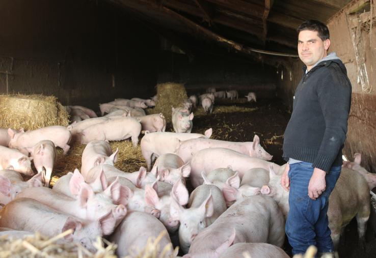 Romain Viot élève des porcs sur paille à Trangé.