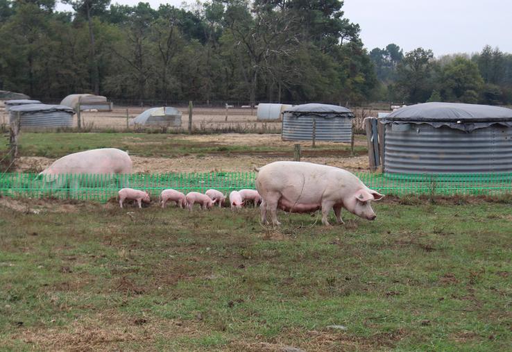 Les éleveurs de porcs plein air ont des dispositions particulières à prendre vis-à-vis de la biosécurité.