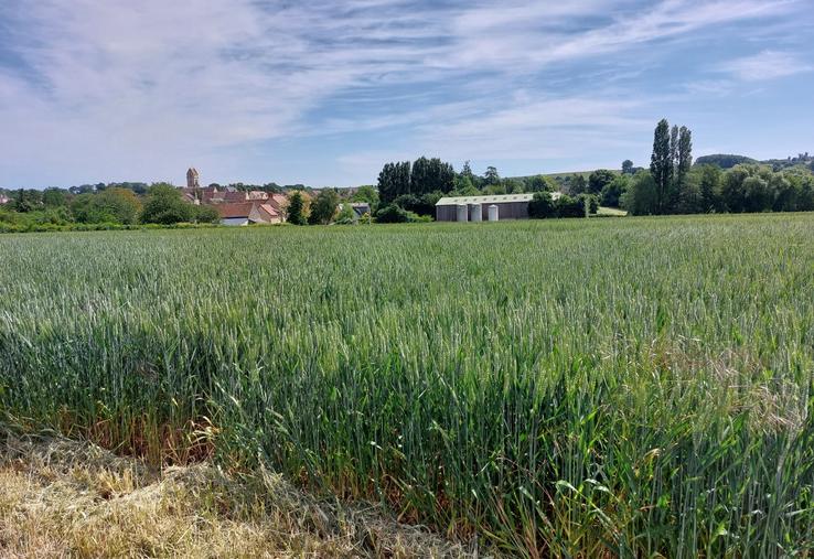 Le blé sarthois soufre par endroit du déficit hydrique.