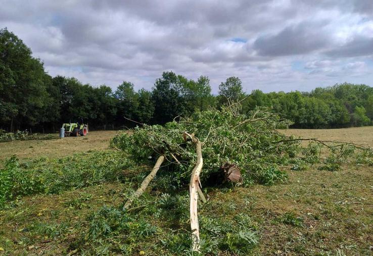 De nombreux arbres ont été couchés dans les prairies ou sur les routes à Mont-Saint-Jean. A droite, un champ de pommes de terre (photos de Pierre Bidard).