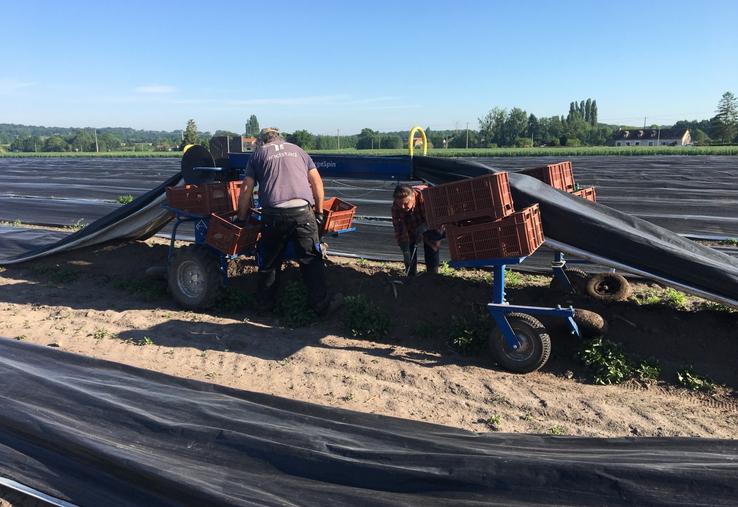 La machine à récolter soulève la bâche à mesure que le cueilleur avance.