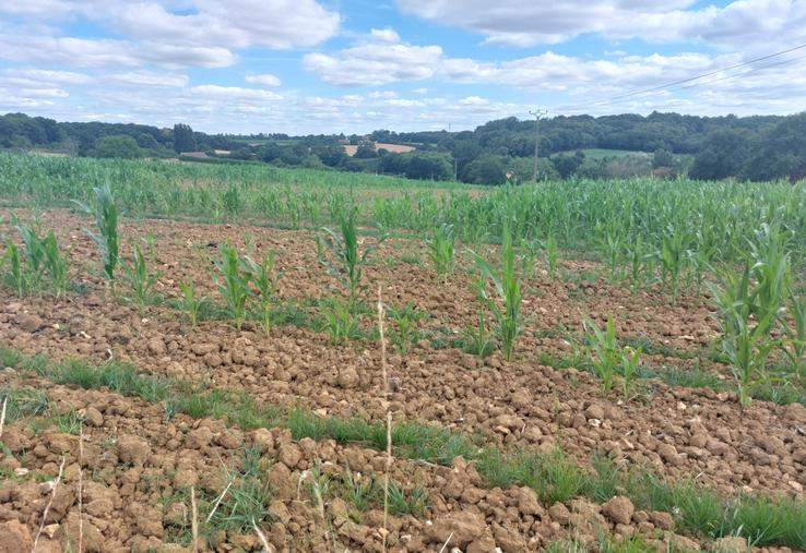 Champ de maïs à la Trugalle (Neuville-sur-Sarthe).