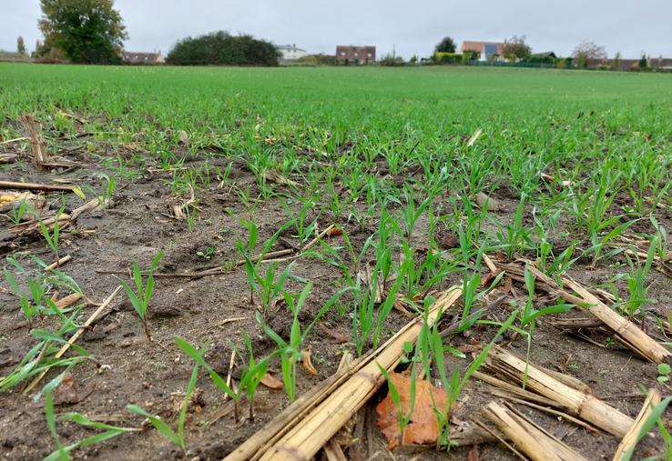 Le méteil de la SCEA des Pins a été semé le 20 septembre.