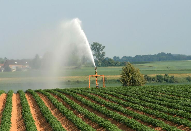 Irrigation des pommes de terre.