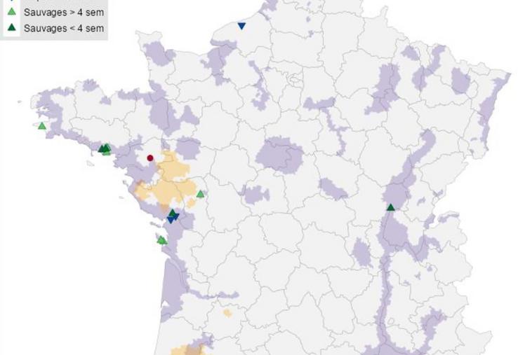 Localisation des foyers de « volailles », foyers chez les oiseaux captifs et cas sauvages détectés en France métropolitaine depuis le début de la saison (le 01/08/2025) et sur les quatre dernières semaines. Les zones à risque particulier (ZRP) et zones à risque de diffusion (ZRD) sont représentées respectivement en violet et jaune sur le fond de carte (source : Commission européenne ADIS le 20/10/2025).