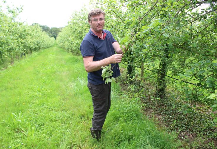 Vincent Saudubray, arboriculteur à Crannes-en-Champagne (72).