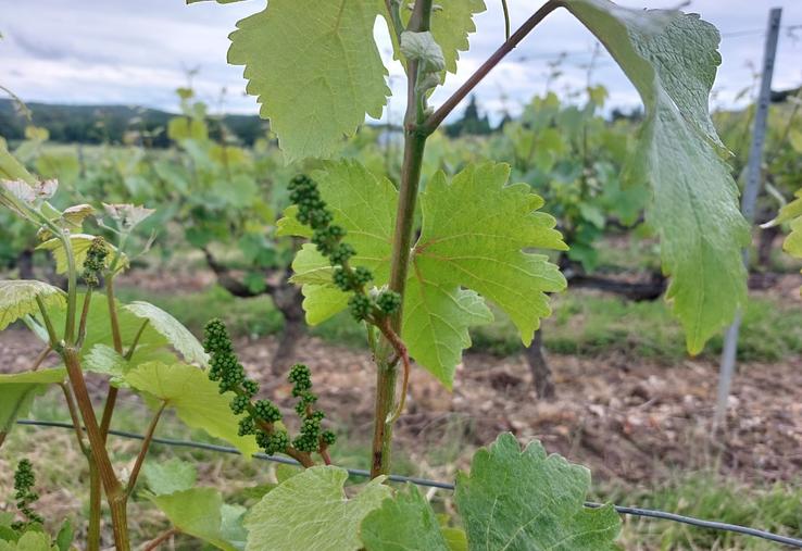 La vigne a trois semaines d'avance dans le vignoble sarthois.