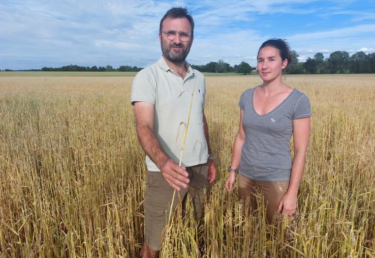 À gauche, Bertrand Leroux et et Chloé Guiraud dans leur parcelle d'orge détruite à 90 %. À droite Jean-Luc Bazoge dans une parcelle de maïs.