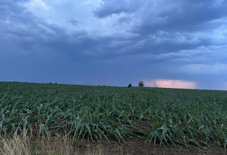 Une parcelle de maïs couchée par l'orage du 25 juin 2026 à Vallon-sur-Gée. À droite, le bâtiment de stockage de Brayan Landais, soufflé par la tornade.
