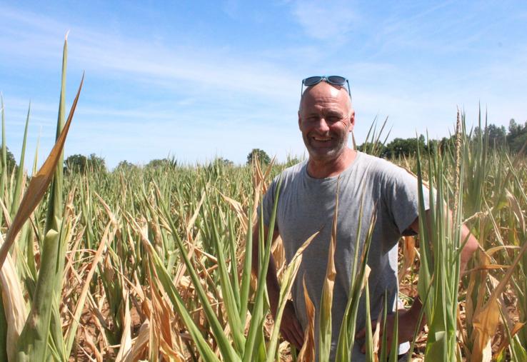 Anthony Peltiot pose avec le sourire pour la photo mais fulmine quand il voit l'état de ses maïs sur l'une de ses parcelles au Terreau, à Louplande.