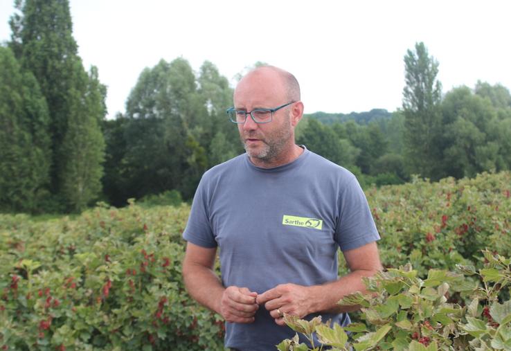 Frédéric Fougeray, dans une parcelle de groseilles décimée. En cassis, la coopérative "Les Vergers d'Anjou" annonce une récolte globale de 1 000 tonnes au lieu des 3 200 espérées.