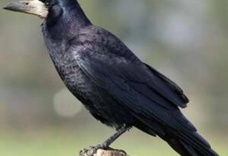 Le corbeau freux pourrait disparaître de la liste des espèces susceptibles d'occasionner des dégâts (Esod) en Sarthe.