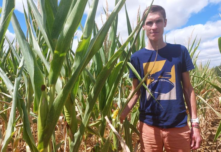 Céréalier à Cures, François Drouet a vendu sa parcelle de maïs grain à un éleveur.