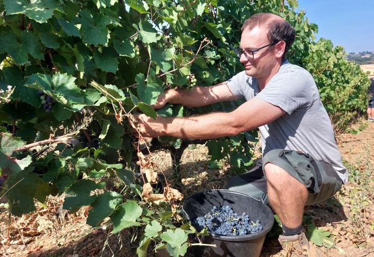 Xavier Fresneau débutait les vendanges manuelles d'une parcelle de Gamay le 17 août.