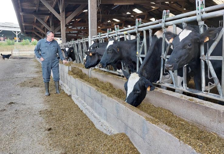 La ration des vaches laitières du Gaec du Marronnier est basée sur deux tiers d'ensilage de maïs et un tiers d'ensilage d'herbe.