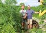 Bruno Hémon et Emmanuel Froger cultivent 25 ha chanvre semences pour la coopérative Hemp-it. L'épuration consister à retirer les pieds mâles anormaux pendant la floraison.