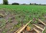 Le méteil de la SCEA des Pins a été semé le 20 septembre.