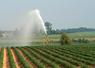 Irrigation des pommes de terre.