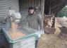 Stéphane Morihain a opté pour une ration sèche à base de maïs grain.