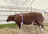 La génisse de Damien Mary, du Gaec des Prés Rouges à Contilly, a remporté le prix femelle naisseur.