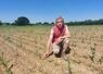 À Joué-en-Charnie, sur cette parcelle de 2,80 ha de maïs grain, Philippe Lecornué constate les dégâts. Le sol, encore frais malgré la canicule, permettra malgré tout de ressemer dans les prochains jours.