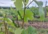 La vigne a trois semaines d'avance dans le vignoble sarthois.