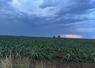 Une parcelle de maïs couchée par l'orage du 25 juin 2026 à Vallon-sur-Gée. À droite, le bâtiment de stockage de Brayan Landais, soufflé par la tornade.