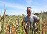 Anthony Peltiot pose avec le sourire pour la photo mais fulmine quand il voit l'état de ses maïs sur l'une de ses parcelles au Terreau, à Louplande.