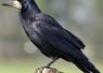 Le corbeau freux pourrait disparaître de la liste des espèces susceptibles d'occasionner des dégâts (Esod) en Sarthe.